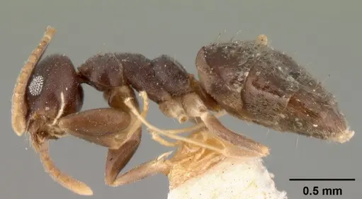 Technomyrmex albipes specimen CASENT0101467 image casent0101467_3