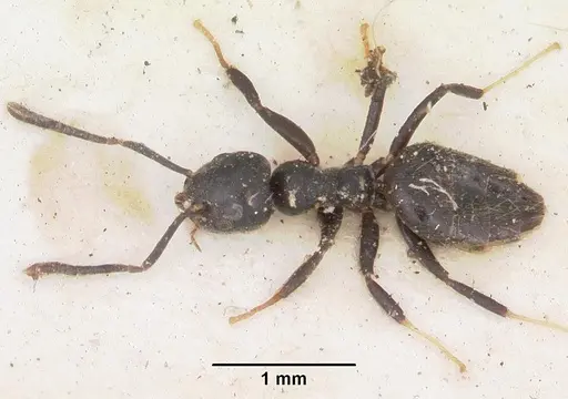 Technomyrmex albipes specimen CASENT0102952 image casent0102952_1