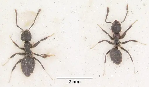 Technomyrmex albipes specimen CASENT0102952 image casent0102952_2