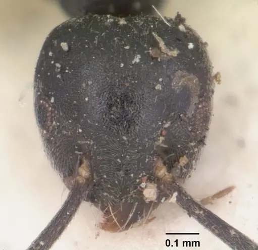 Technomyrmex albipes specimen CASENT0102952 image casent0102952_3