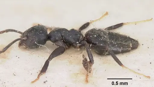 Technomyrmex albipes specimen CASENT0102952 image casent0102952_4