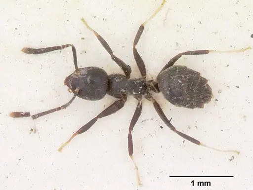 Technomyrmex albipes specimen CASENT0103002 image casent0103002_1