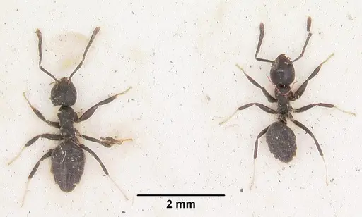Technomyrmex albipes specimen CASENT0103002 image casent0103002_2