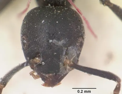Technomyrmex albipes specimen CASENT0103002 image casent0103002_3