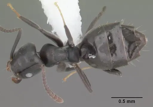 Technomyrmex albipes specimen CASENT0104343 image casent0104343_1