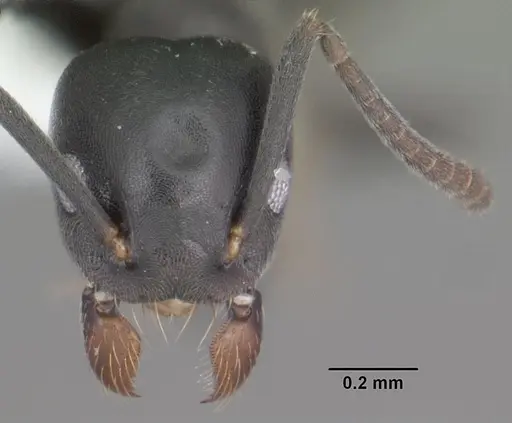 Technomyrmex albipes specimen CASENT0104343 image casent0104343_2