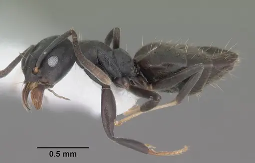Technomyrmex albipes specimen CASENT0104343 image casent0104343_3