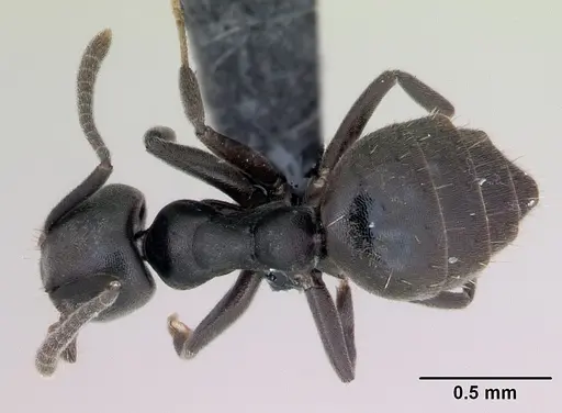Technomyrmex albipes specimen CASENT0125198 image casent0125198_1