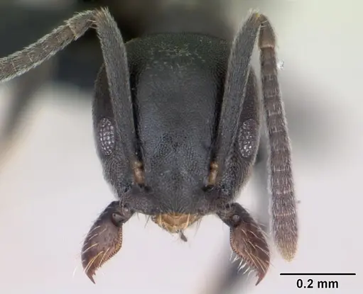 Technomyrmex albipes specimen CASENT0125198 image casent0125198_2