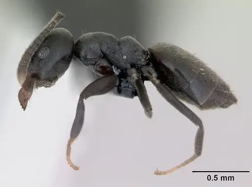 Technomyrmex albipes specimen CASENT0125198 image casent0125198_3