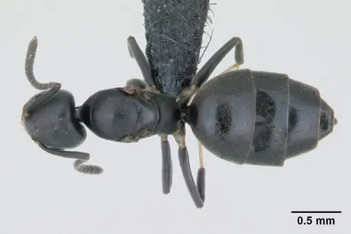 Technomyrmex albipes specimen CASENT0125208 image casent0125208_1