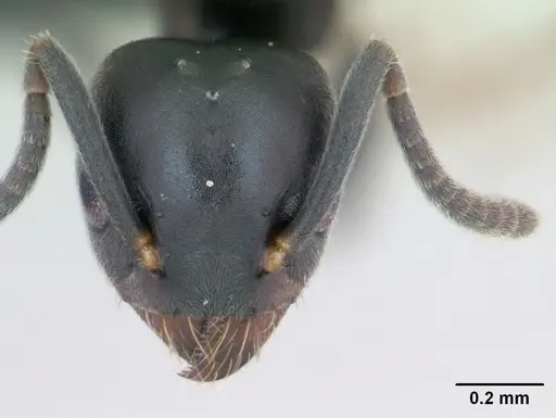 Technomyrmex albipes specimen CASENT0125208 image casent0125208_2