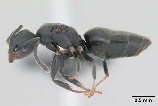 Technomyrmex albipes specimen CASENT0125208 image casent0125208_3