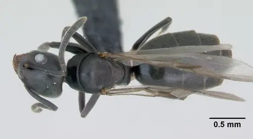Technomyrmex albipes specimen CASENT0125325 image casent0125325_1