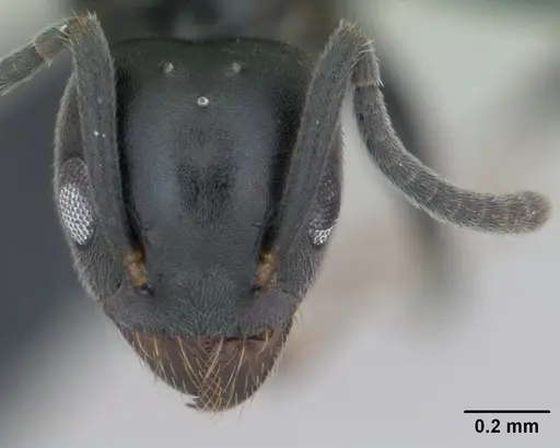 Technomyrmex albipes specimen CASENT0125325 image casent0125325_2