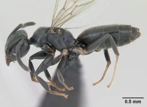 Technomyrmex albipes specimen CASENT0125325 image casent0125325_3