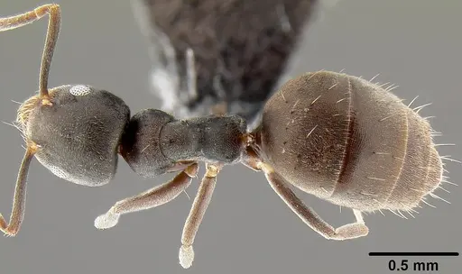 Technomyrmex albipes specimen CASENT0171130 image casent0171130_1