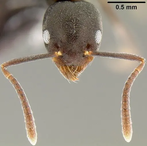 Technomyrmex albipes specimen CASENT0171130 image casent0171130_2