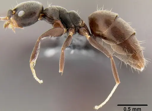 Technomyrmex albipes specimen CASENT0171130 image casent0171130_3
