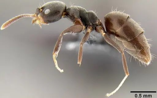 Technomyrmex albipes specimen CASENT0171130 image casent0171130_4
