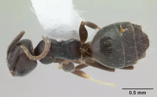Technomyrmex albipes specimen CASENT0178389 image casent0178389_1