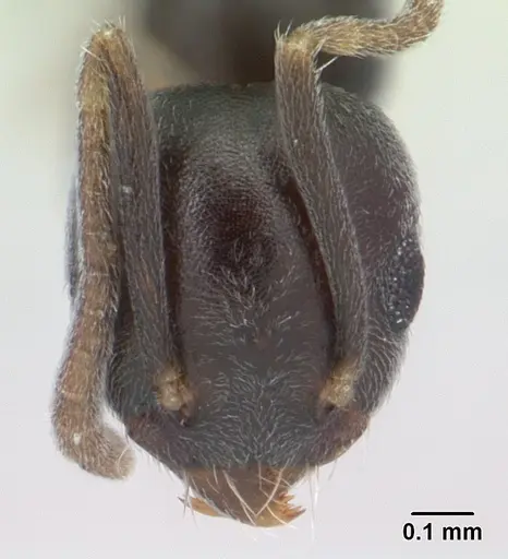 Technomyrmex albipes specimen CASENT0178389 image casent0178389_2
