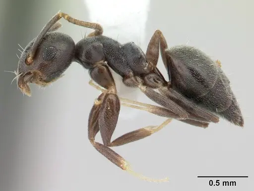 Technomyrmex albipes specimen CASENT0178389 image casent0178389_3
