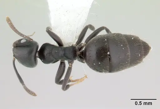 Technomyrmex albipes specimen CASENT0178469 image casent0178469_1