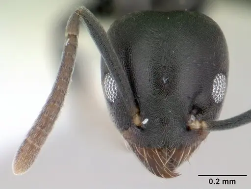 Technomyrmex albipes specimen CASENT0178469 image casent0178469_2