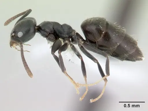 Technomyrmex albipes specimen CASENT0178469 image casent0178469_3