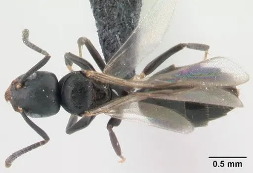 Technomyrmex albipes specimen CASENT0188893 image casent0188893_1