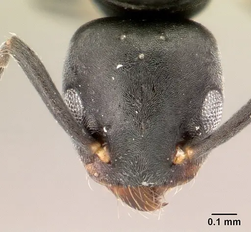 Technomyrmex albipes specimen CASENT0188893 image casent0188893_2