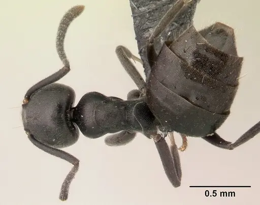 Technomyrmex albipes specimen CASENT0188900 image casent0188900_1