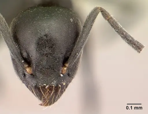 Technomyrmex albipes specimen CASENT0188900 image casent0188900_2