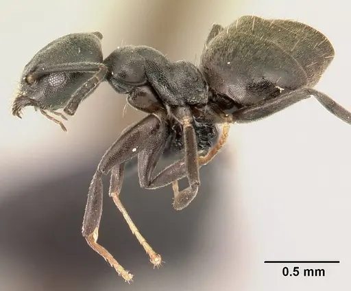 Technomyrmex albipes specimen CASENT0188900 image casent0188900_3