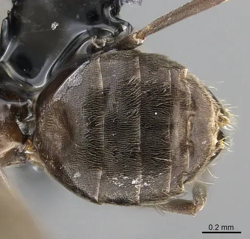 Technomyrmex albipes specimen CASENT0226448 image casent0226448_1