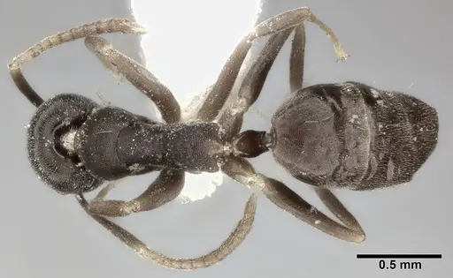 Technomyrmex albipes specimen CASENT0246565 image casent0246565_1