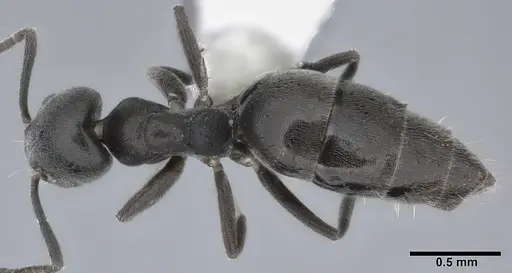 Technomyrmex albipes specimen CASENT0246603 image casent0246603_1