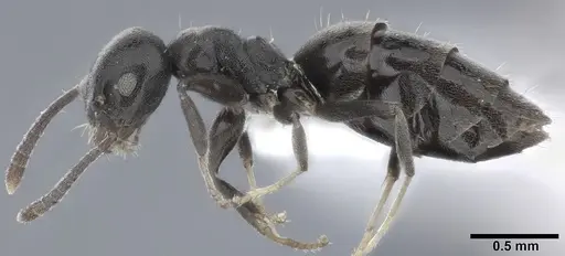 Technomyrmex albipes specimen CASENT0246603 image casent0246603_3
