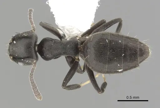 Technomyrmex albipes specimen CASENT0249775 image casent0249775_1