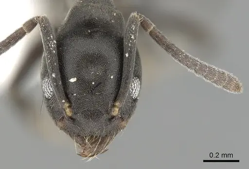 Technomyrmex albipes specimen CASENT0249775 image casent0249775_2