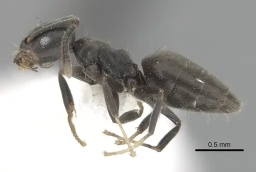 Technomyrmex albipes specimen CASENT0249775 image casent0249775_3