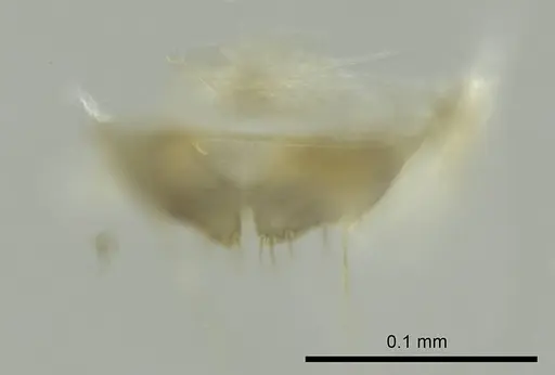 Technomyrmex albipes specimen CASENT0345007 image casent0345007_1