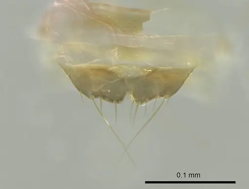 Technomyrmex albipes specimen CASENT0345009 image casent0345009_1