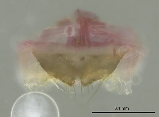 Technomyrmex albipes specimen CASENT0345013 image casent0345013_1