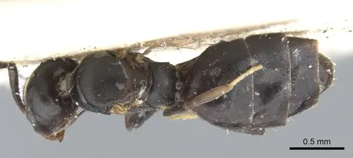 Technomyrmex albipes specimen CASENT0903030 image casent0903030_1