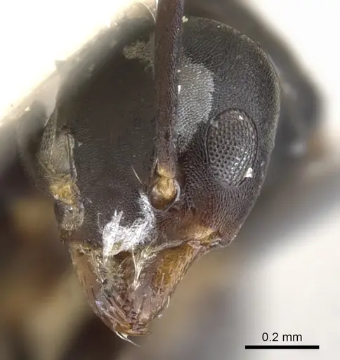 Technomyrmex albipes specimen CASENT0903030 image casent0903030_2