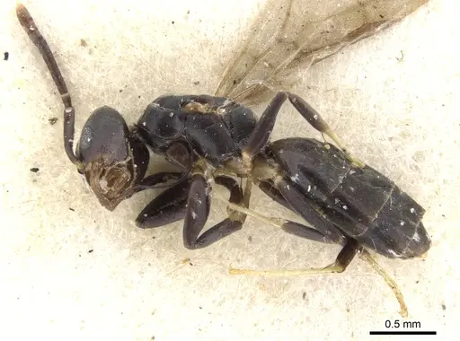 Technomyrmex albipes specimen CASENT0903030 image casent0903030_3