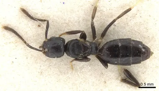 Technomyrmex albipes specimen CASENT0903031 image casent0903031_1