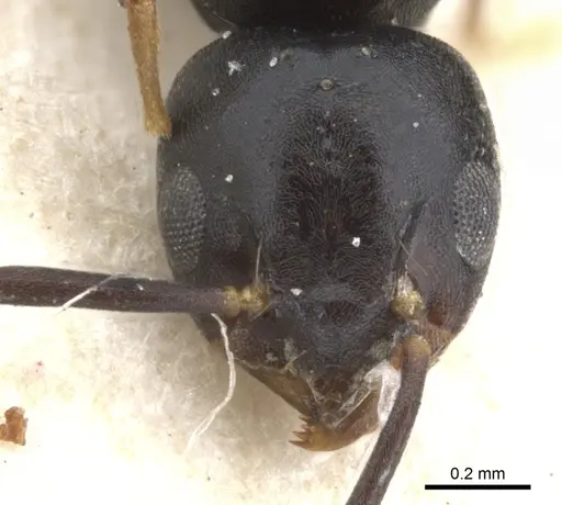Technomyrmex albipes specimen CASENT0903031 image casent0903031_2